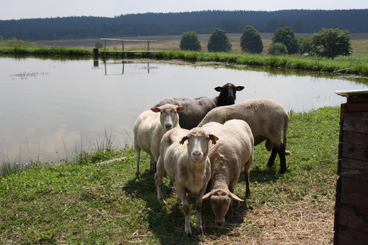 Ovce na Rouráku