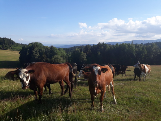 Stádo u Hřbitova (červen, 2018)