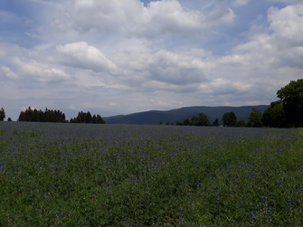 Lupina u včelína (květen/2018)